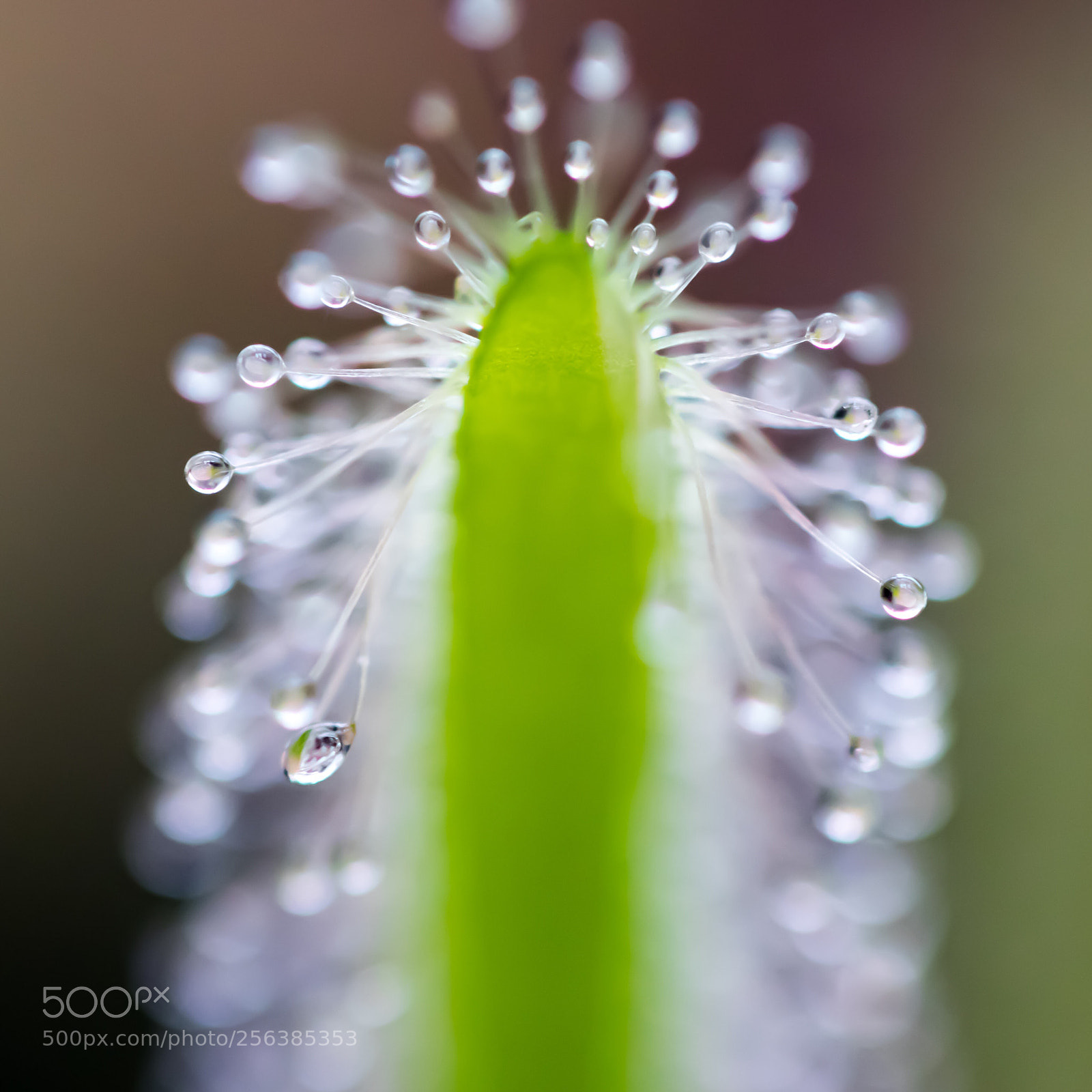 Canon EOS M5 sample photo. Beautiful drops photography