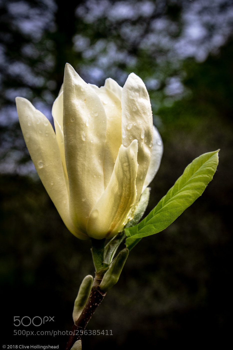 Canon EOS 7D Mark II sample photo. Magnificient magnolia photography