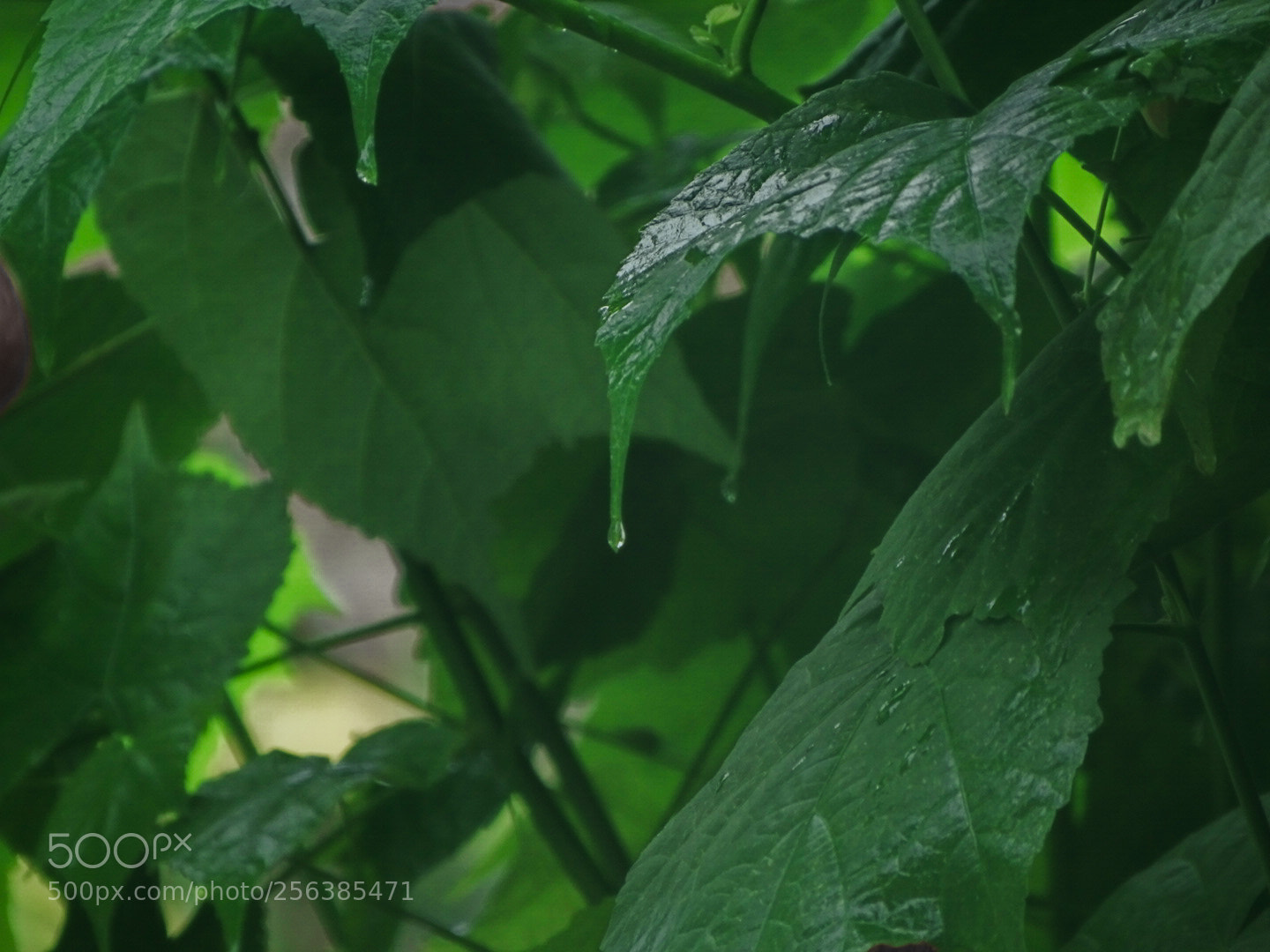 Sony Cyber-shot DSC-HX400V sample photo. Untitled photography