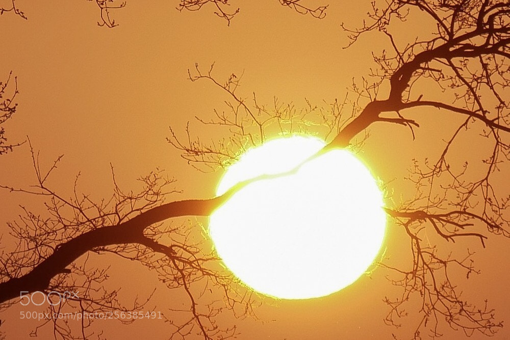 Panasonic DMC-G81 sample photo. Sun burns tree  photography