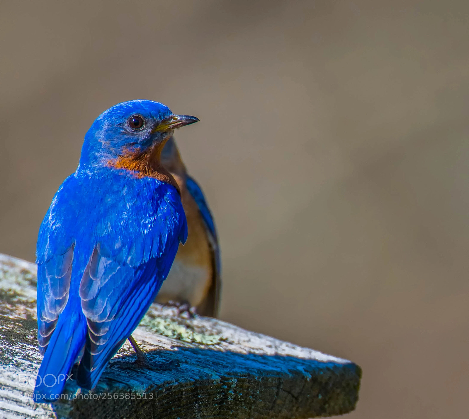 Nikon D850 sample photo. Male bluebird! photography