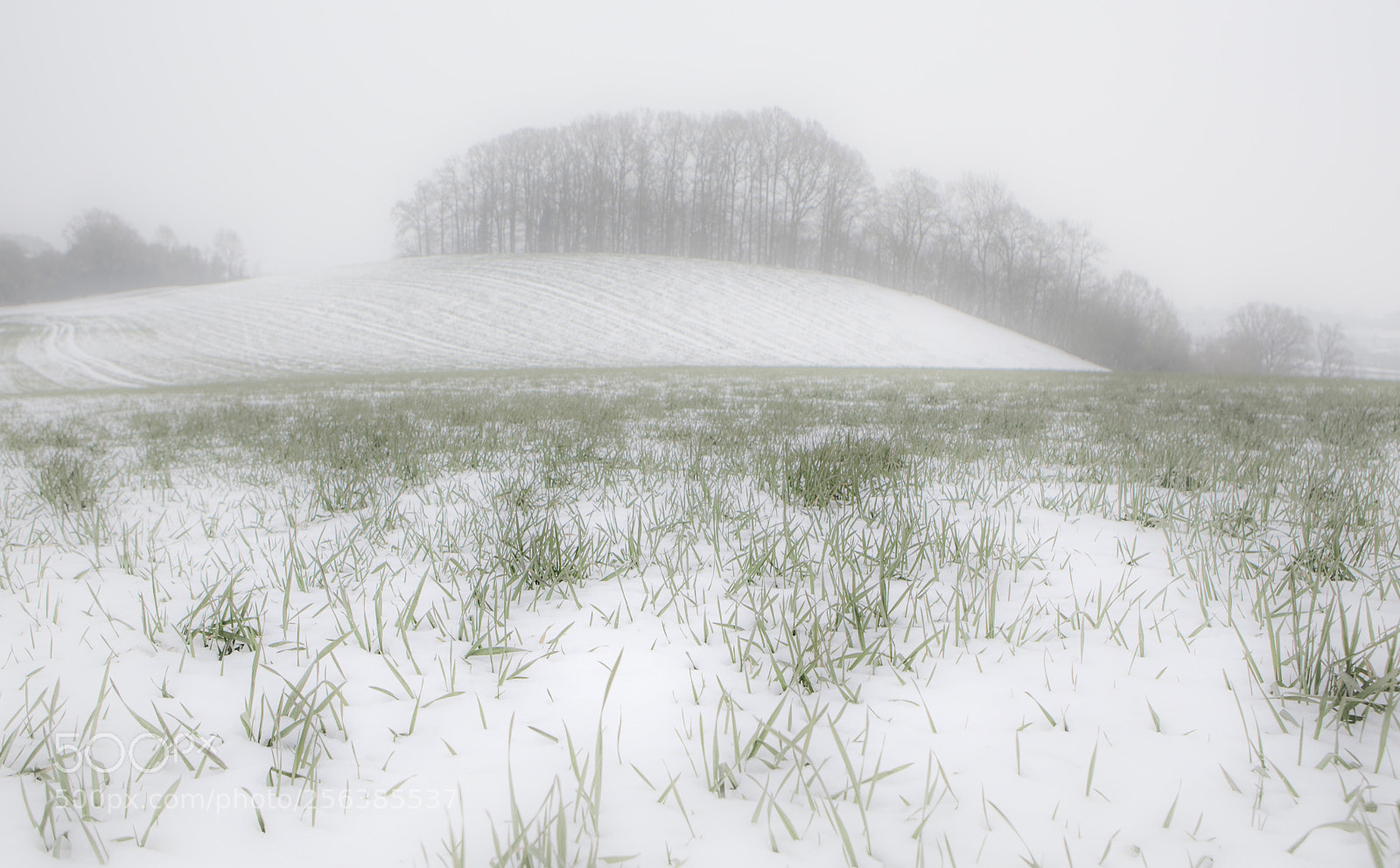 Canon EOS 5D Mark II sample photo. Misty field photography