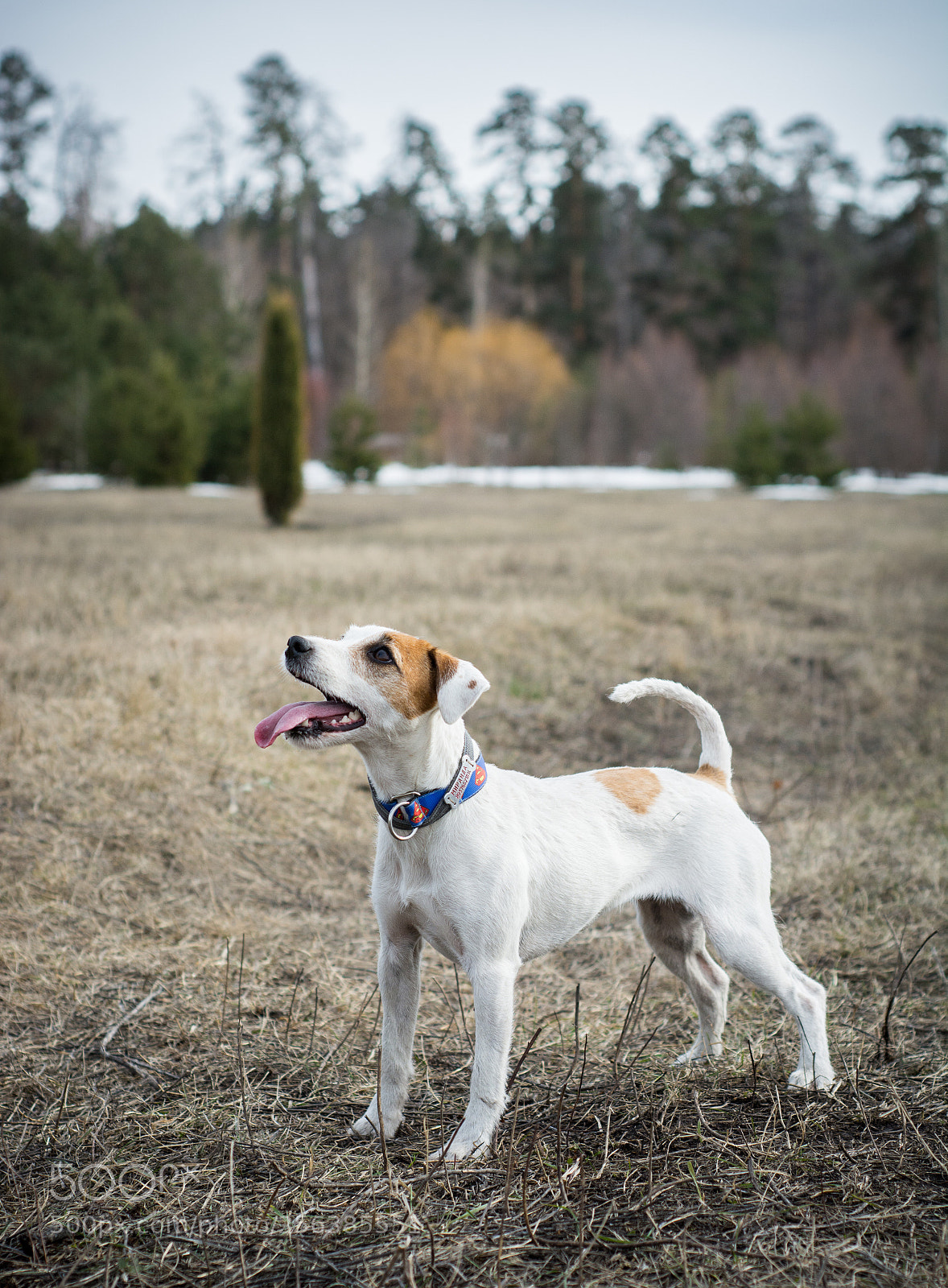 Nikon D7100 sample photo. Hunting dog photography