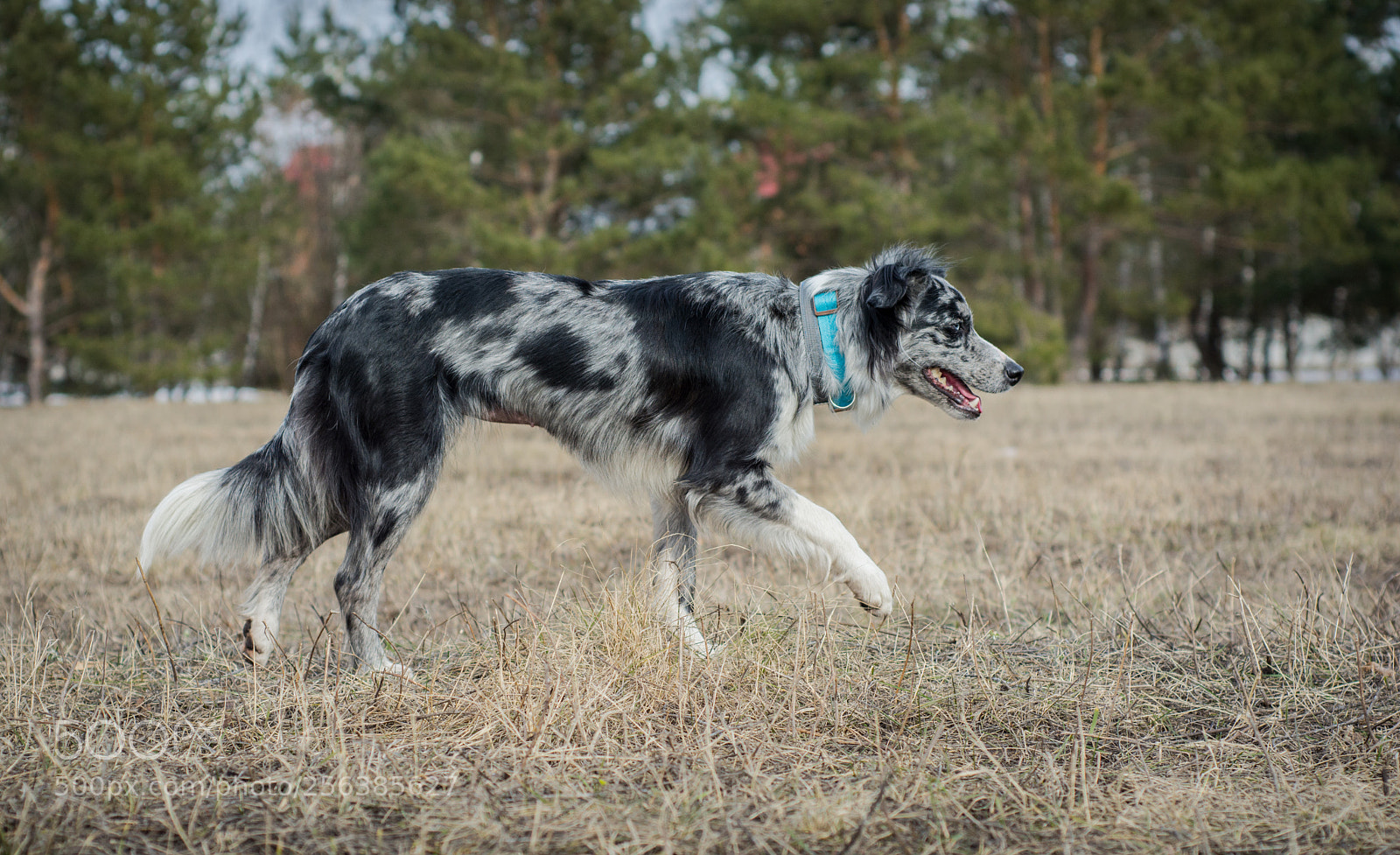 Nikon D7100 sample photo. Sheep-dog photography