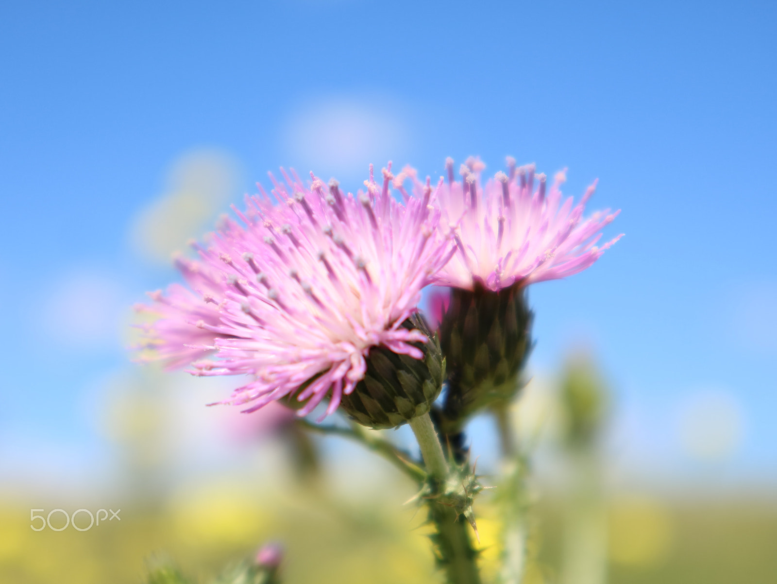 Canon EOS M3 sample photo. Cardo photography