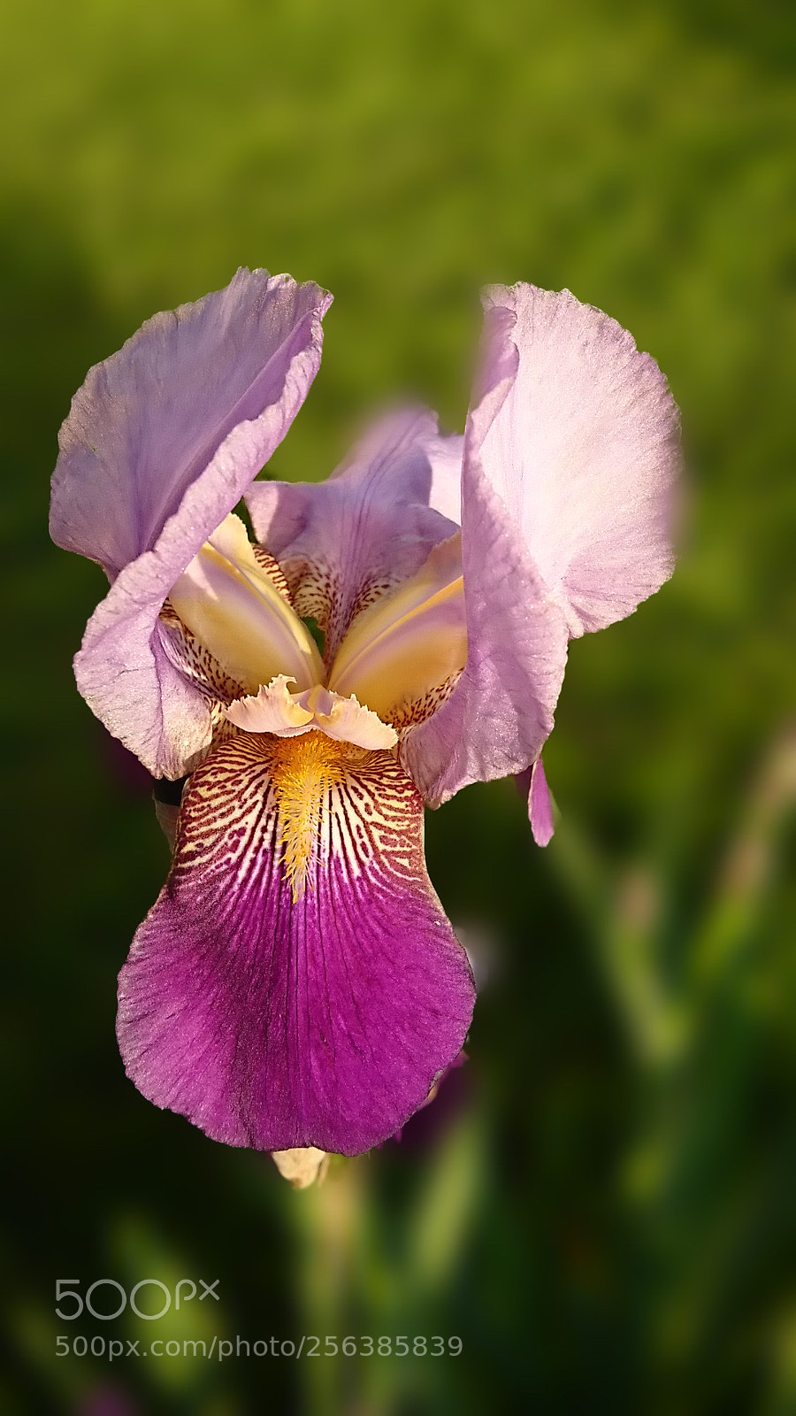 Sony Xperia XZ sample photo. Fleur photography