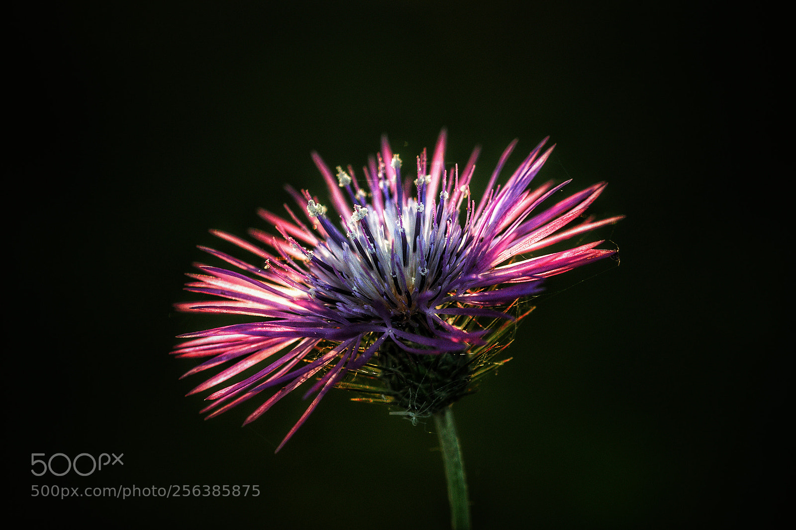 Canon EOS 70D sample photo. Flor photography