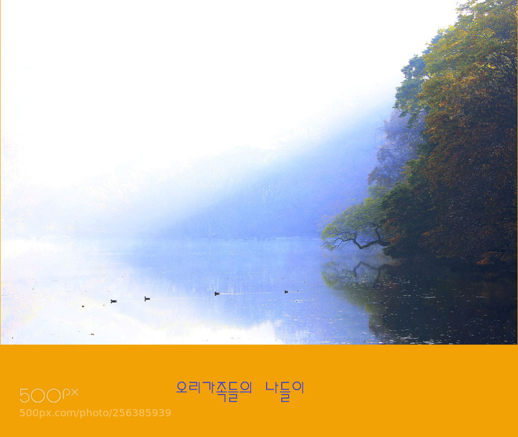 Canon EOS 60D sample photo. 오리가족 photography