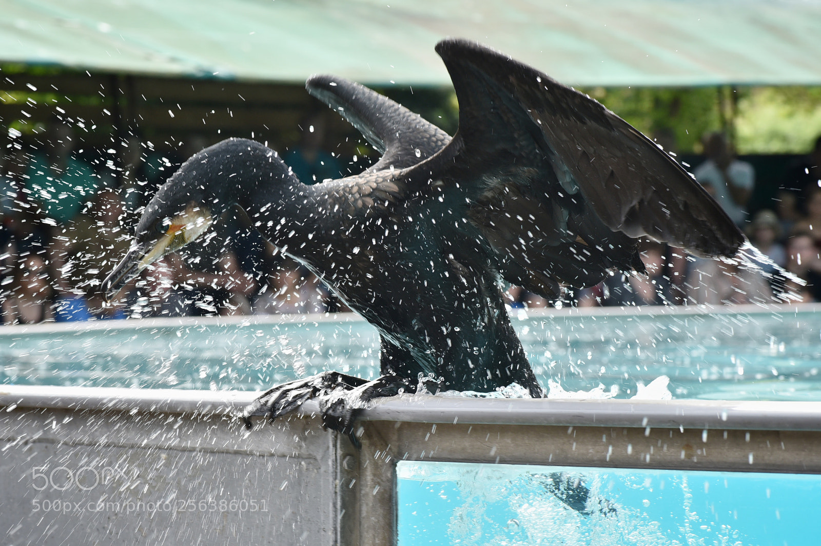 Nikon D750 sample photo. Young black dragon photography