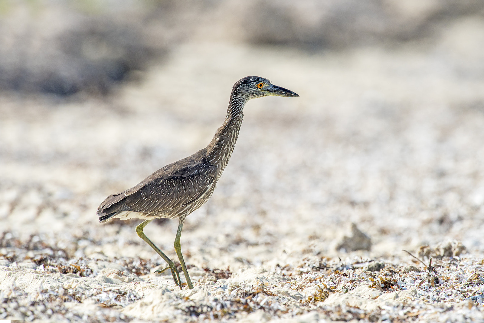 Nikon D810 sample photo. Black-crowned night-heron juvenile photography