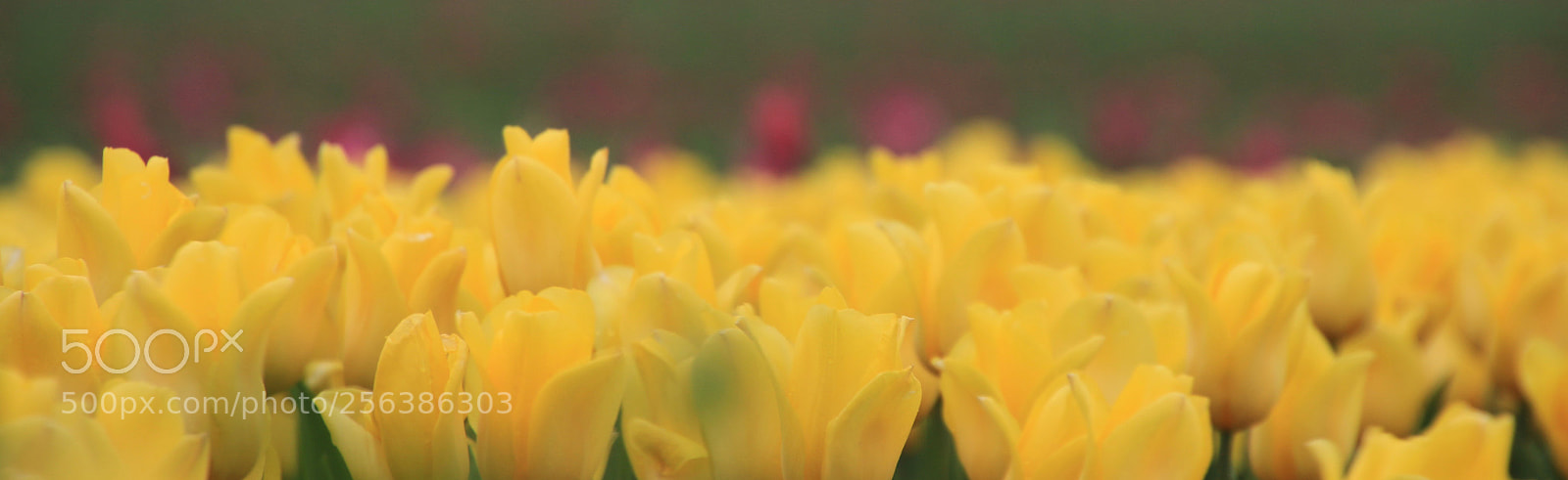 Canon EOS 70D sample photo. White photography