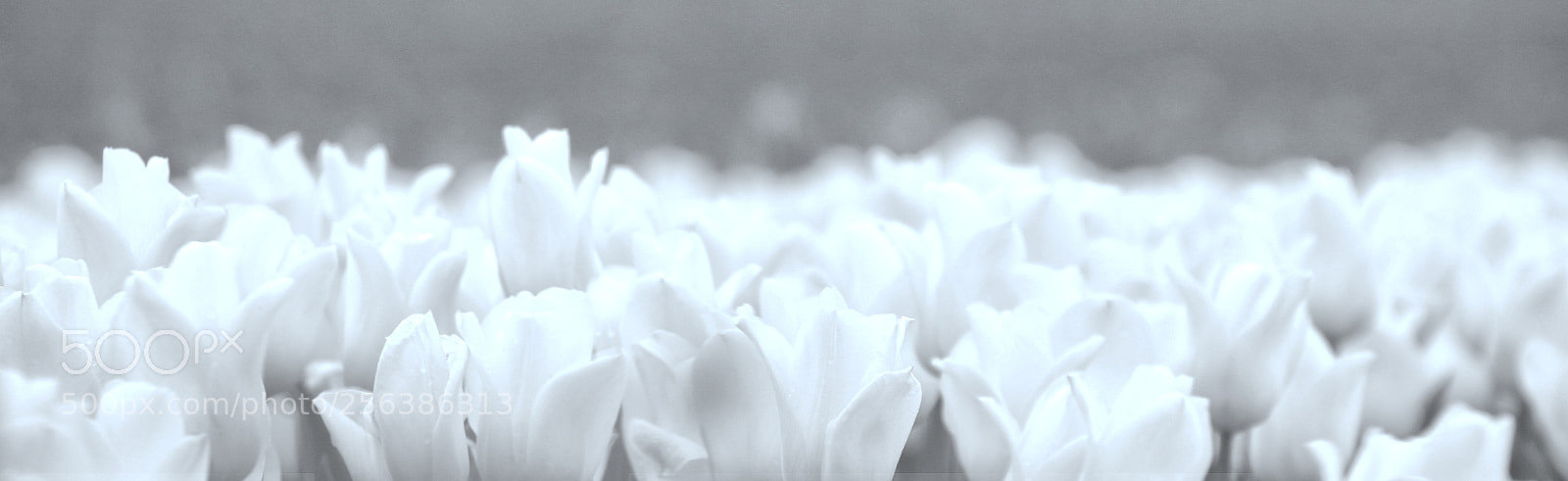 Canon EOS 70D sample photo. Yellow & white photography