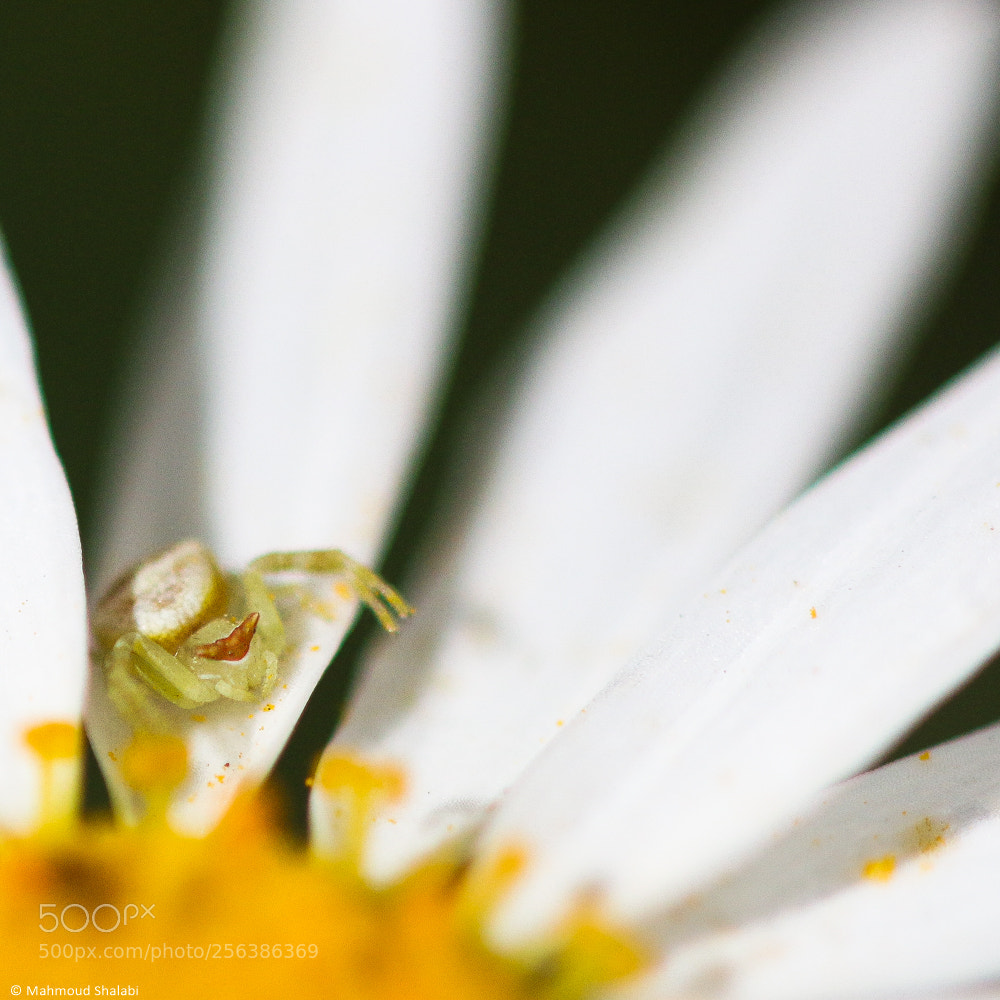 Canon EOS 70D sample photo. Peek a boo photography