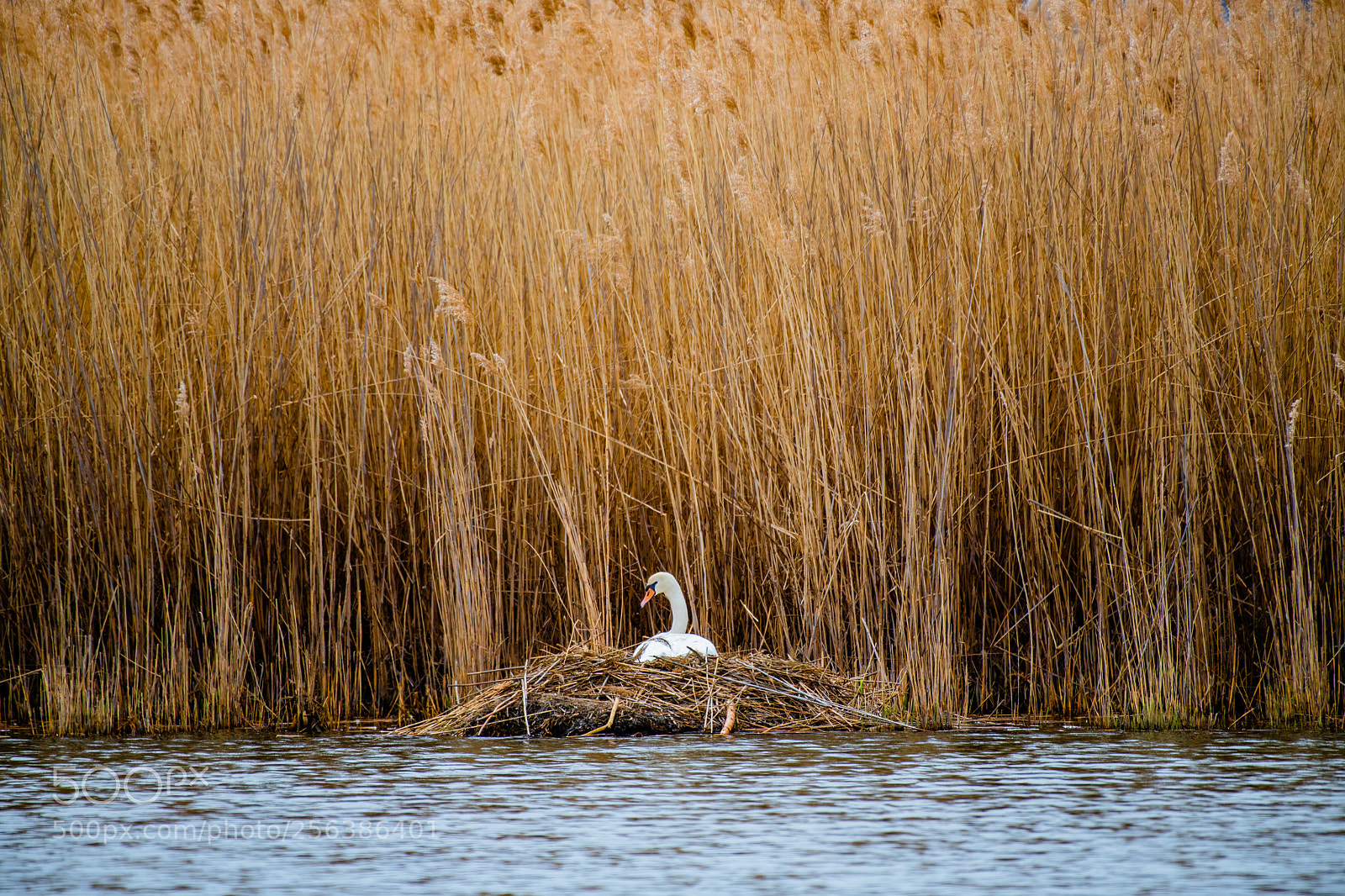 Nikon D850 sample photo. Incubating swan photography