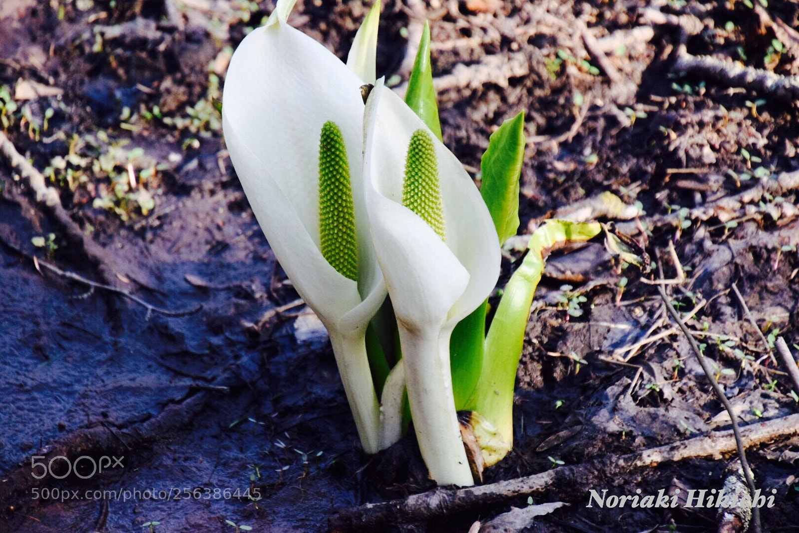 Nikon D5300 sample photo. Untitled photography