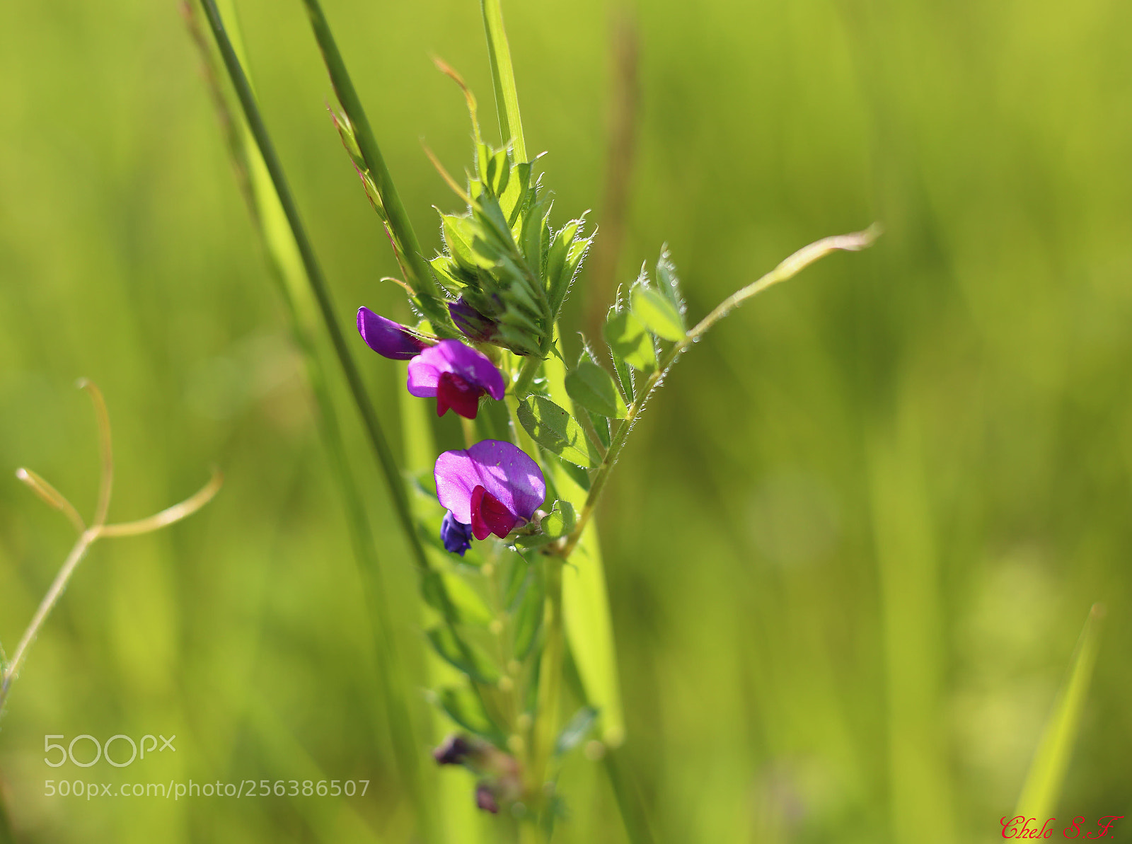Canon EOS 6D sample photo. Untitled photography