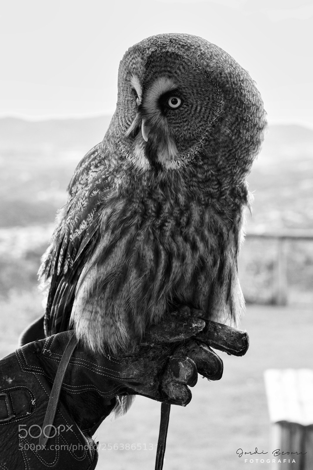 Nikon D5300 sample photo. Owl photography