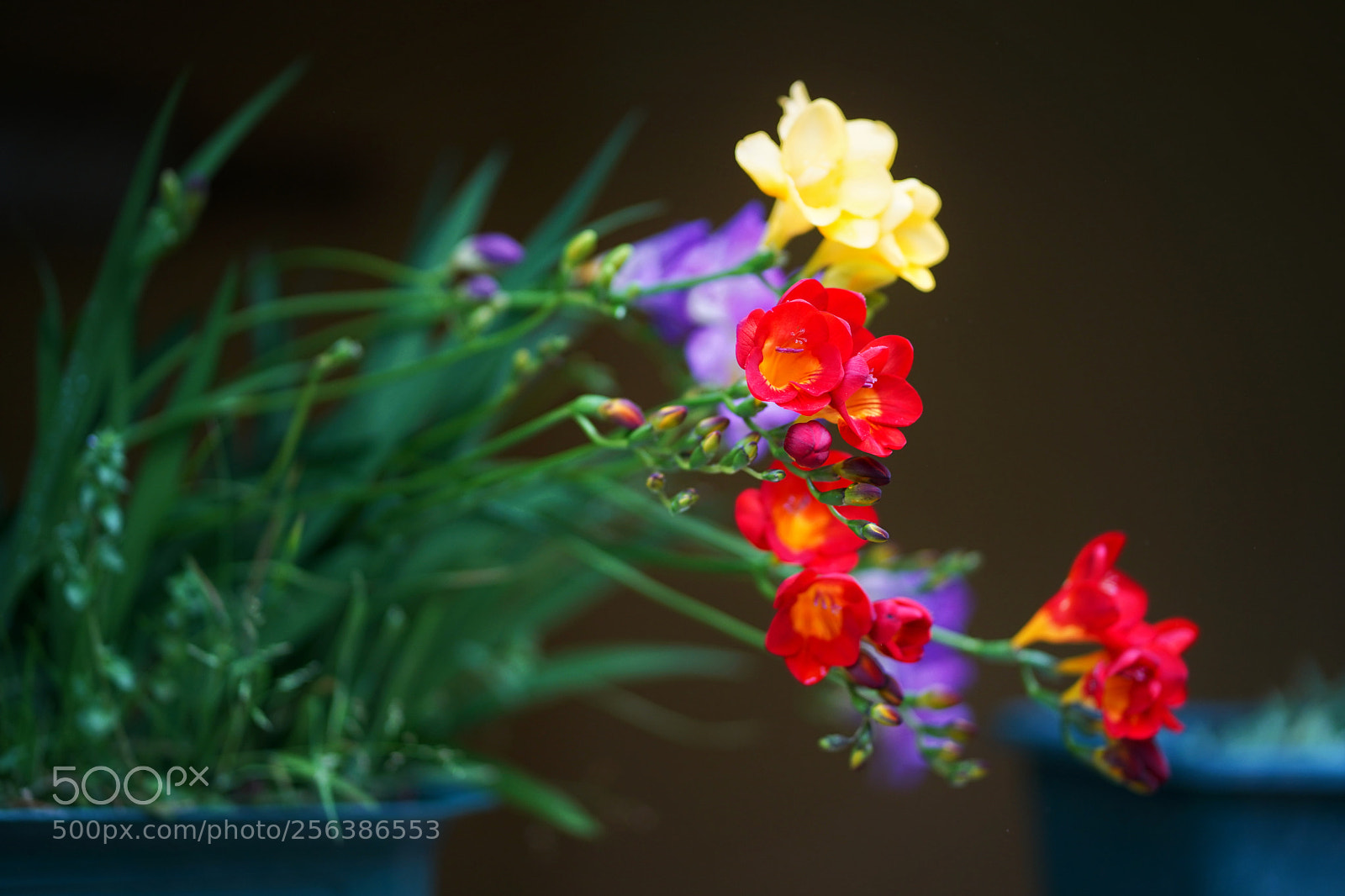 Sony a7 III sample photo. Life in colour photography