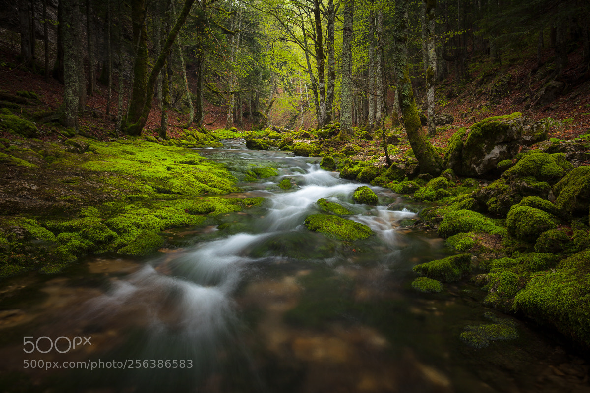 Canon EOS 5D Mark II sample photo. Chlorophylle photography