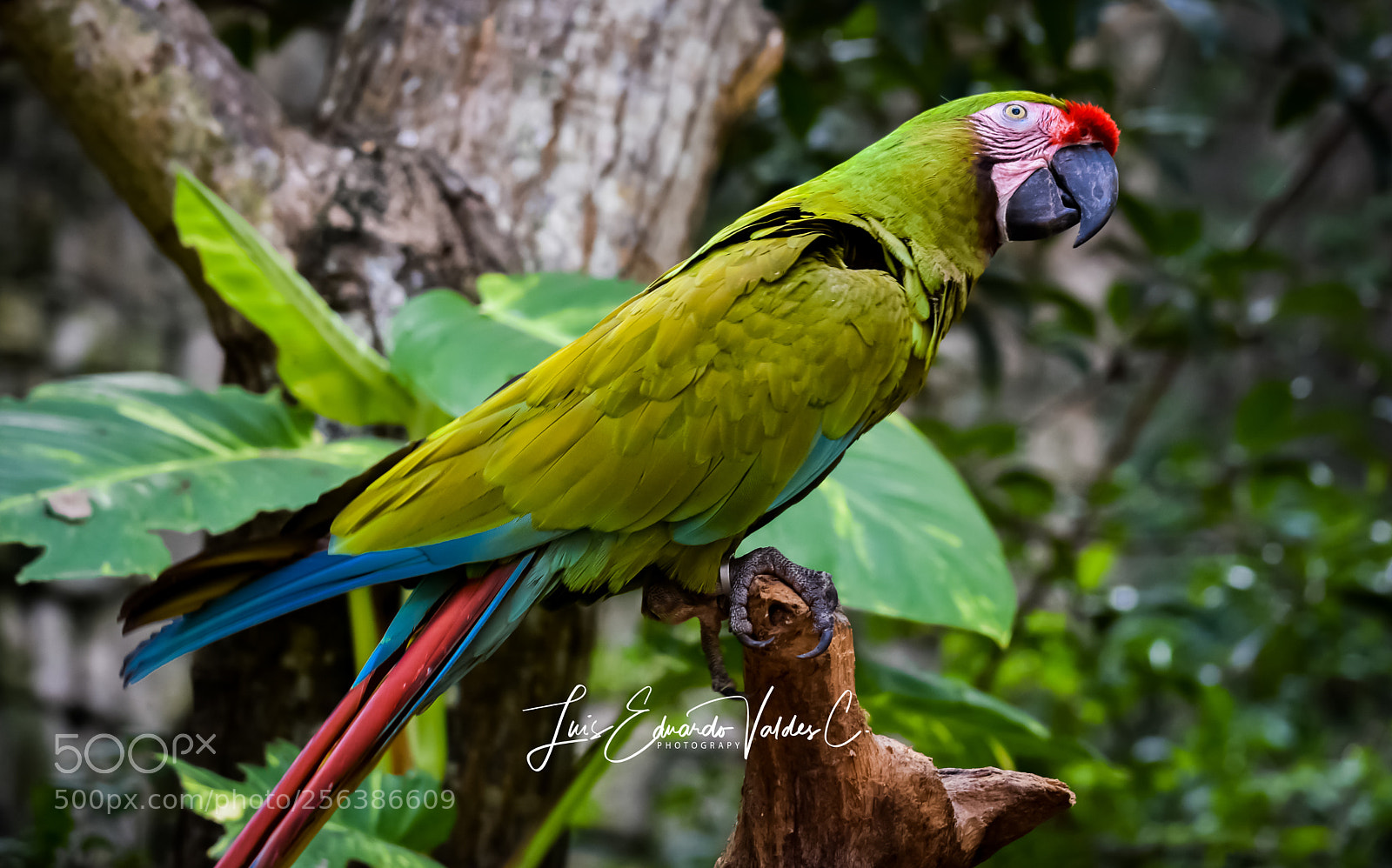 Nikon D7200 sample photo. Magic colors! photography