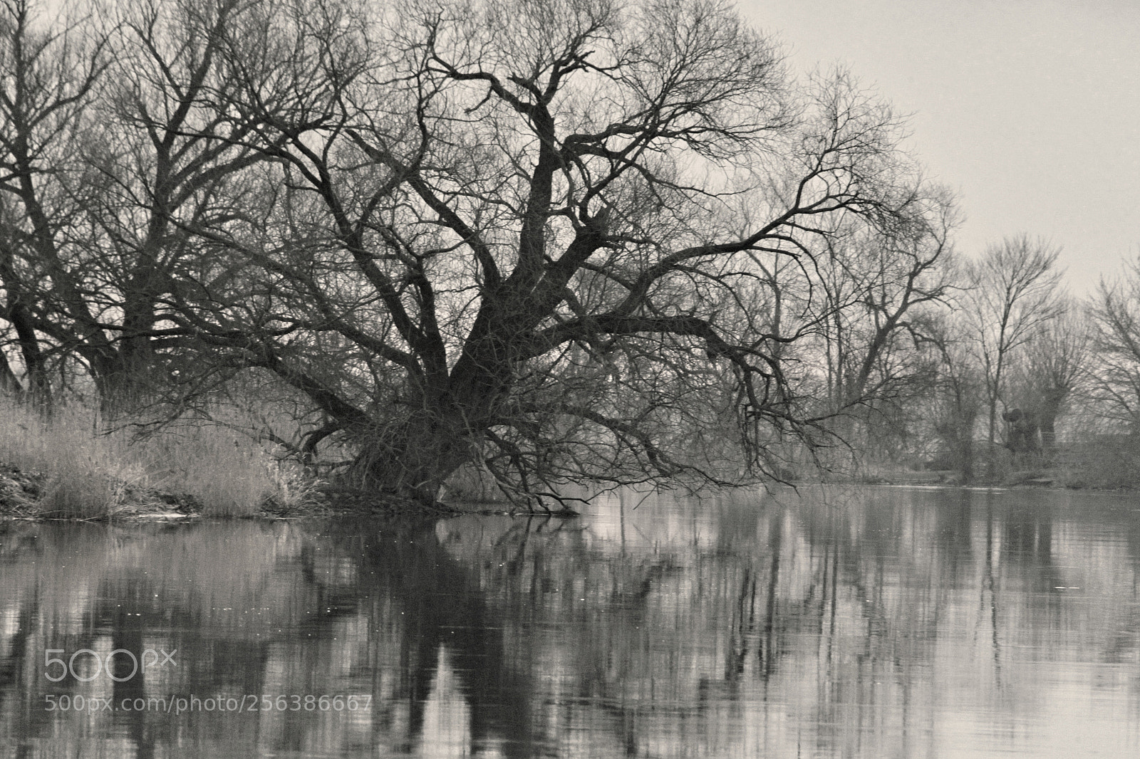 Canon EOS-1D Mark IV sample photo. Untitled photography
