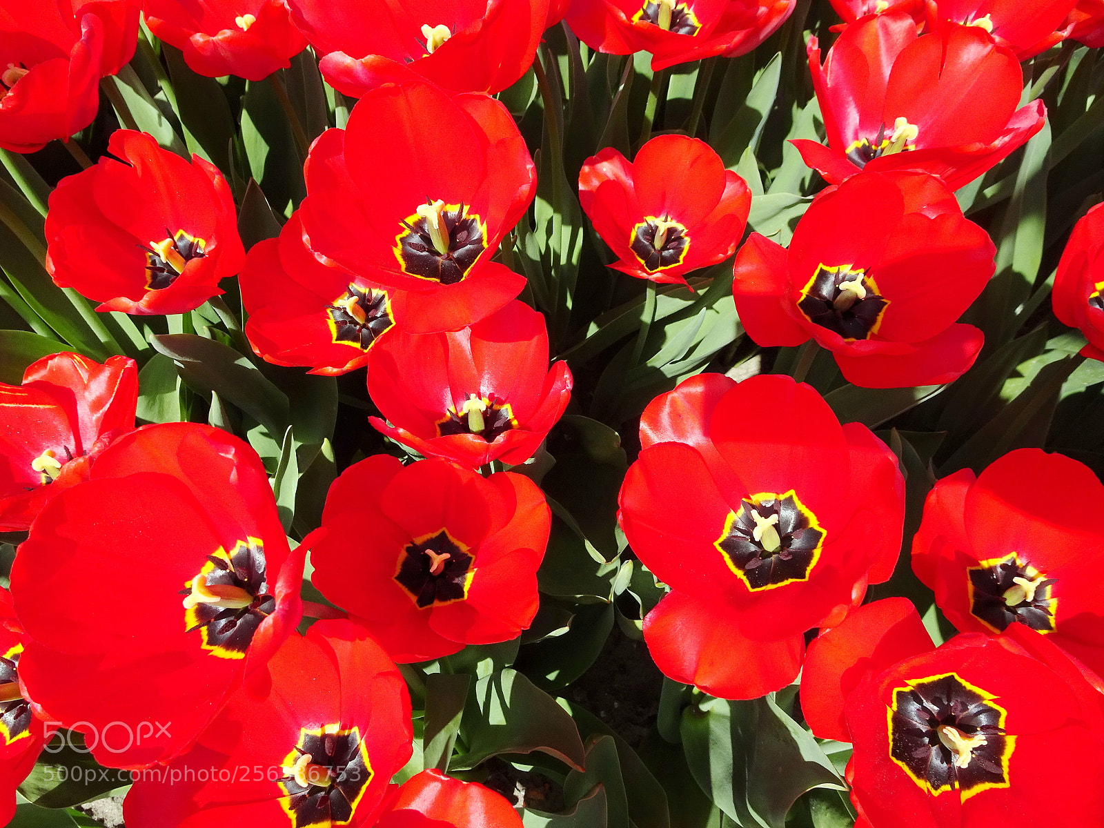 Sony Cyber-shot DSC-HX90V sample photo. Dsc photography
