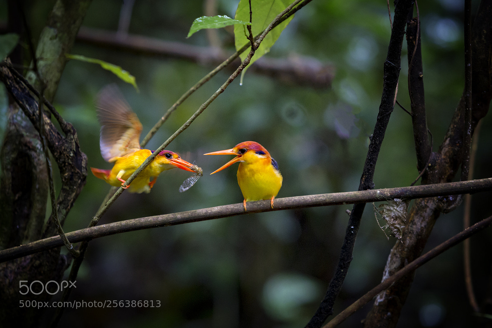 Canon EOS 6D sample photo. Black-backed kingfisher photography