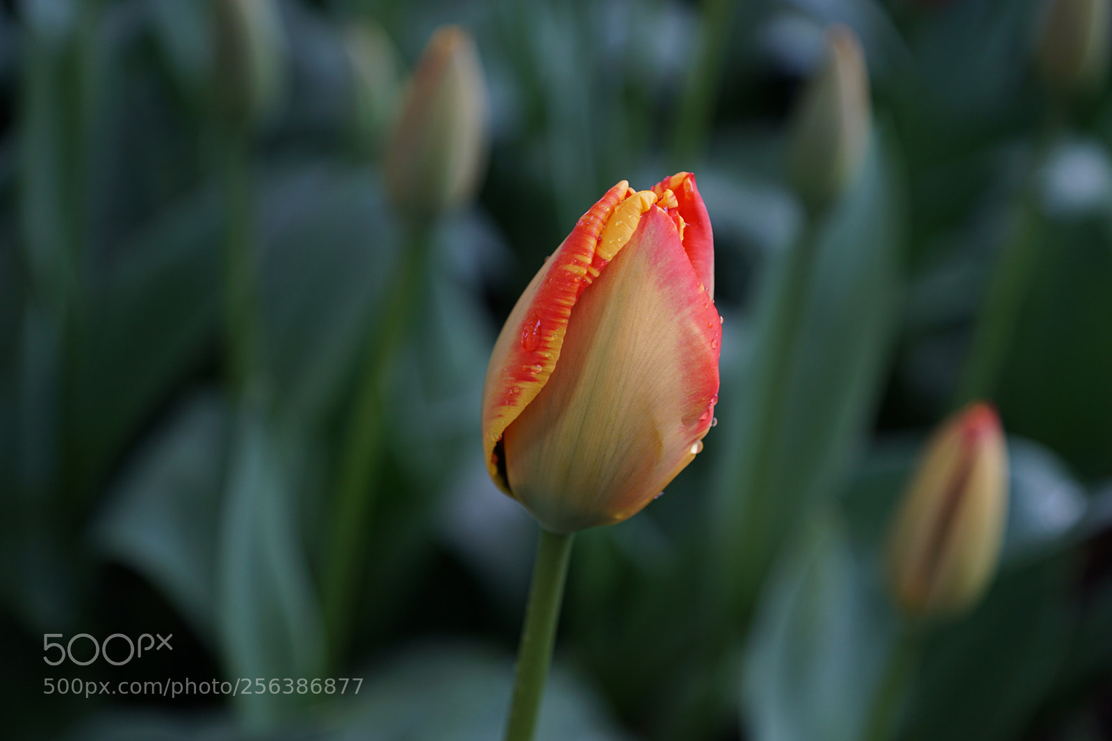 Sony DT 16-50mm F2.8 SSM sample photo. Tulip macro shot with photography