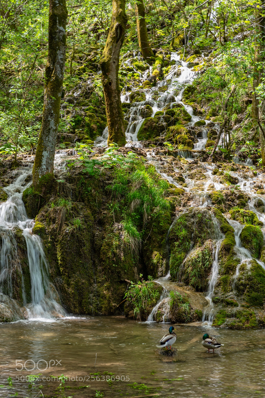 Nikon D750 sample photo. Plitvice lakes photography