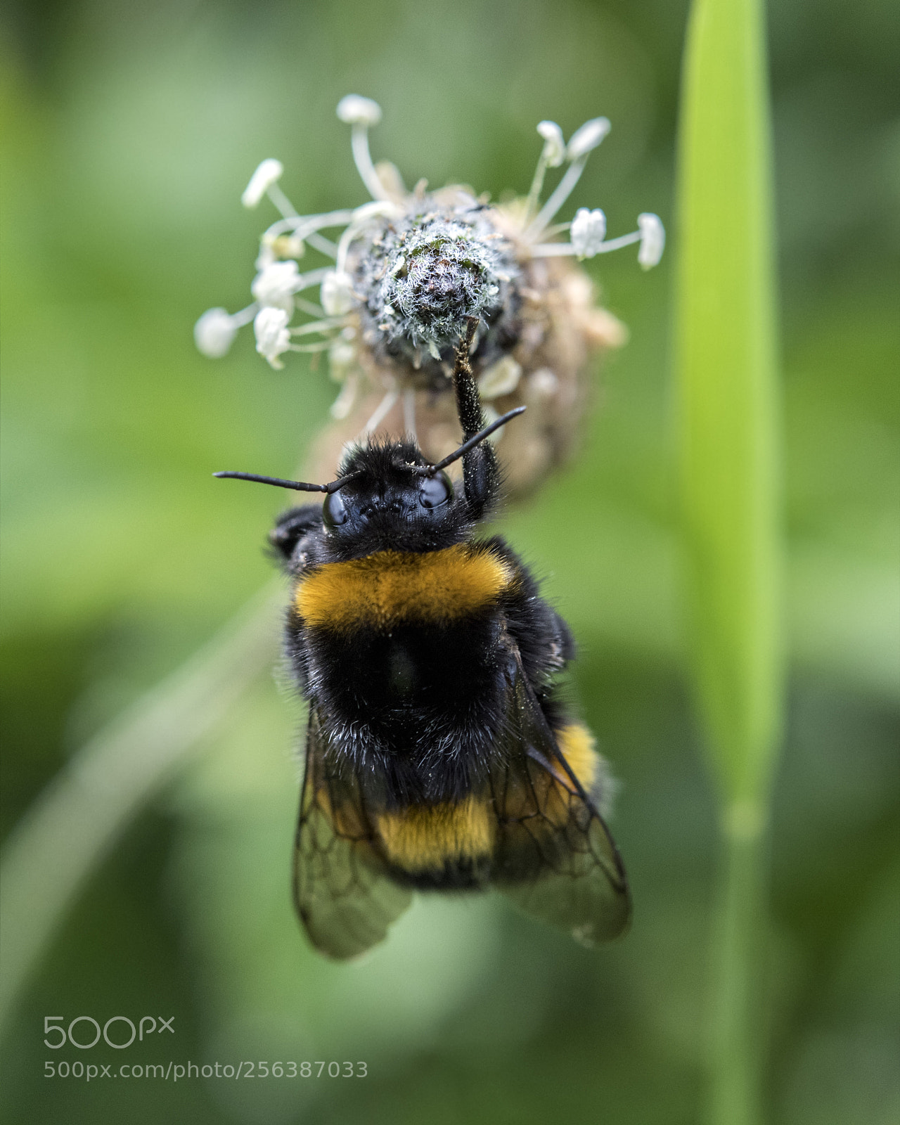 Nikon D810 sample photo. A little safer photography