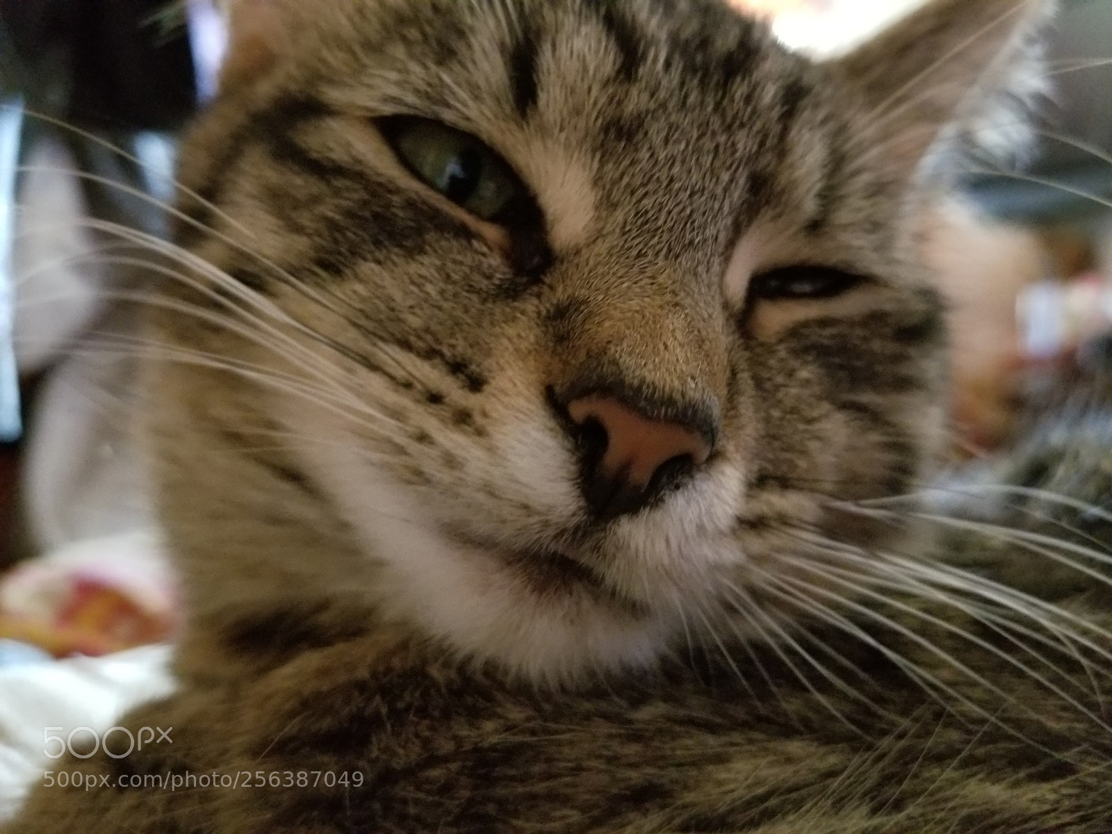 Samsung Galaxy S8 sample photo. Preparing for nap 4 photography