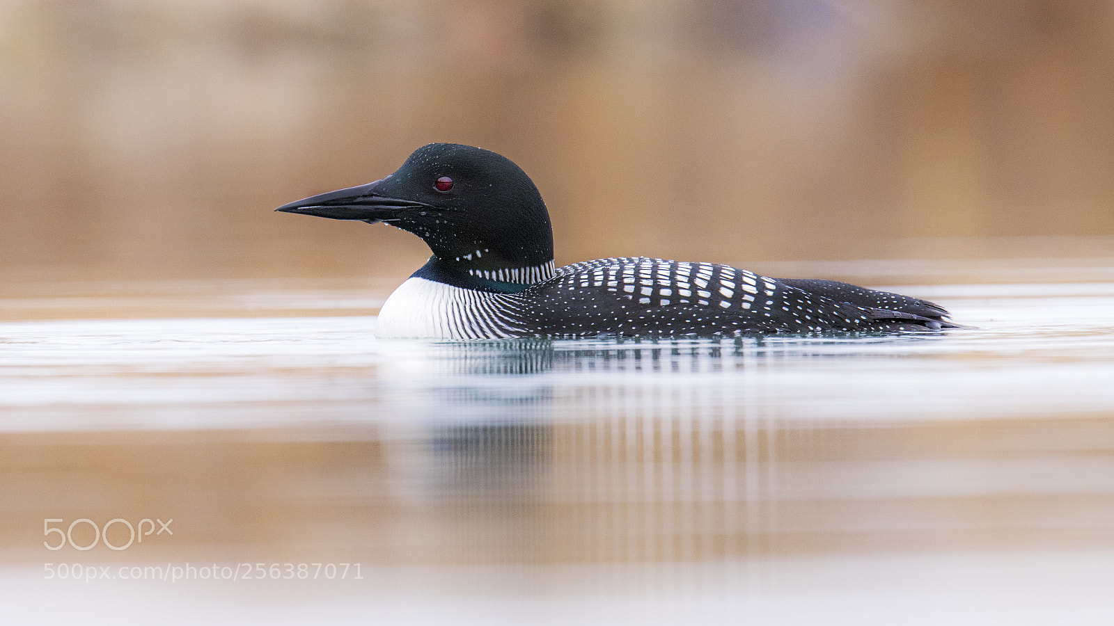 Nikon D850 sample photo. Common loon photography
