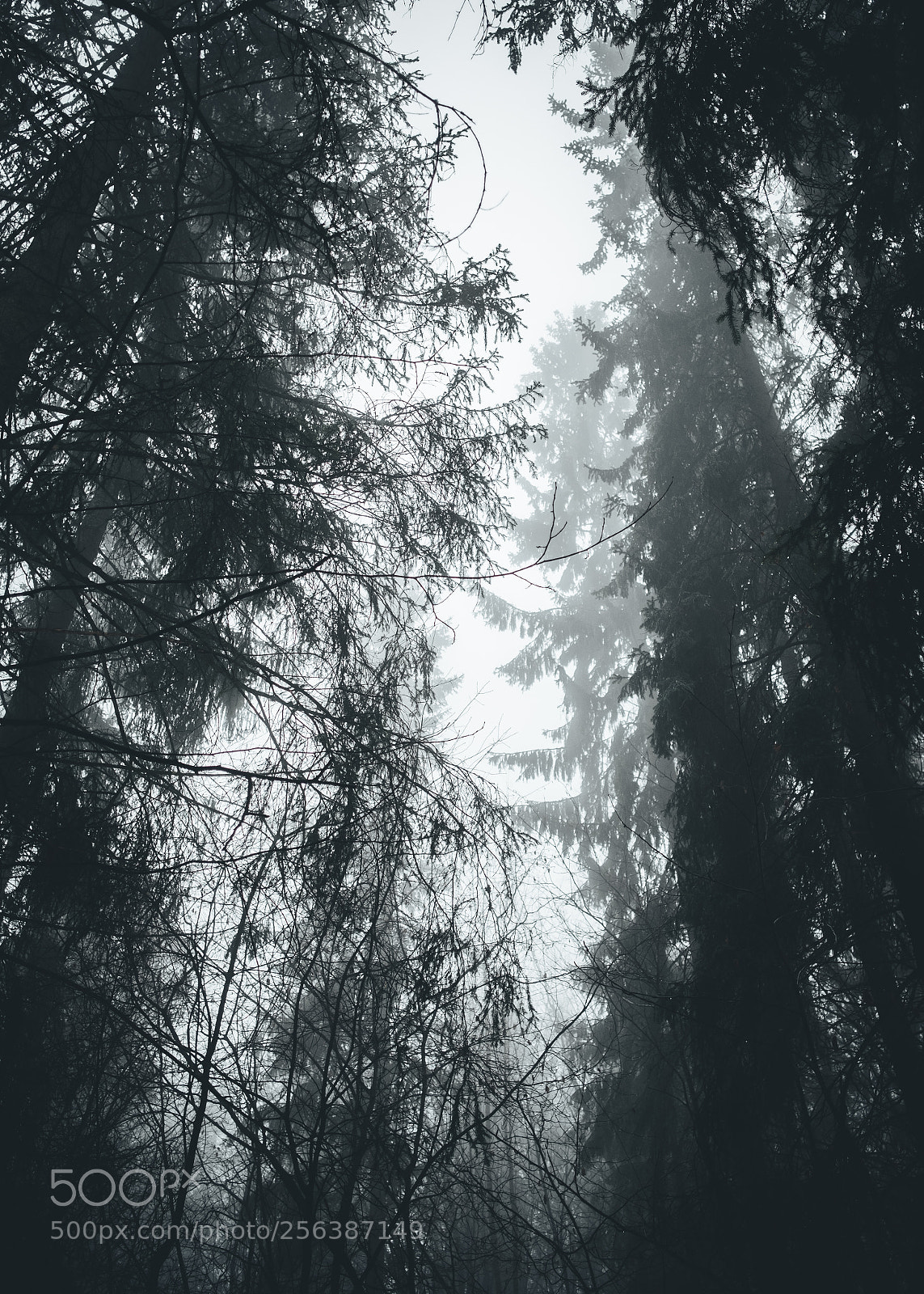 Fujifilm X-T2 sample photo. Mystic forest photography