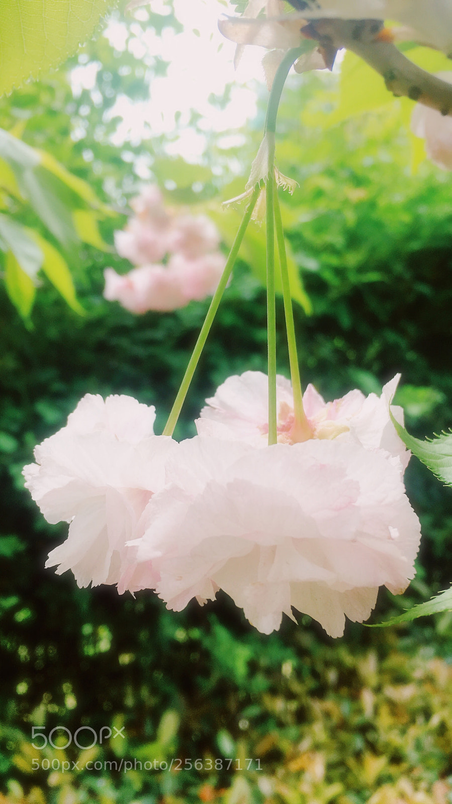 Apple iPhone 6s sample photo. Untitled photography