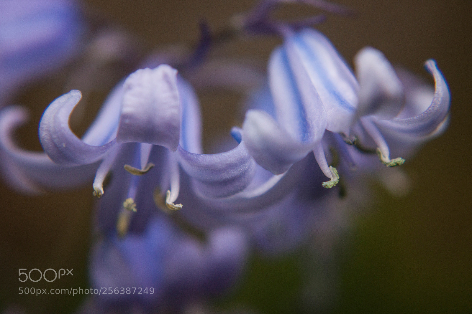 Canon EOS 500D (EOS Rebel T1i / EOS Kiss X3) sample photo. Bluebells a photography