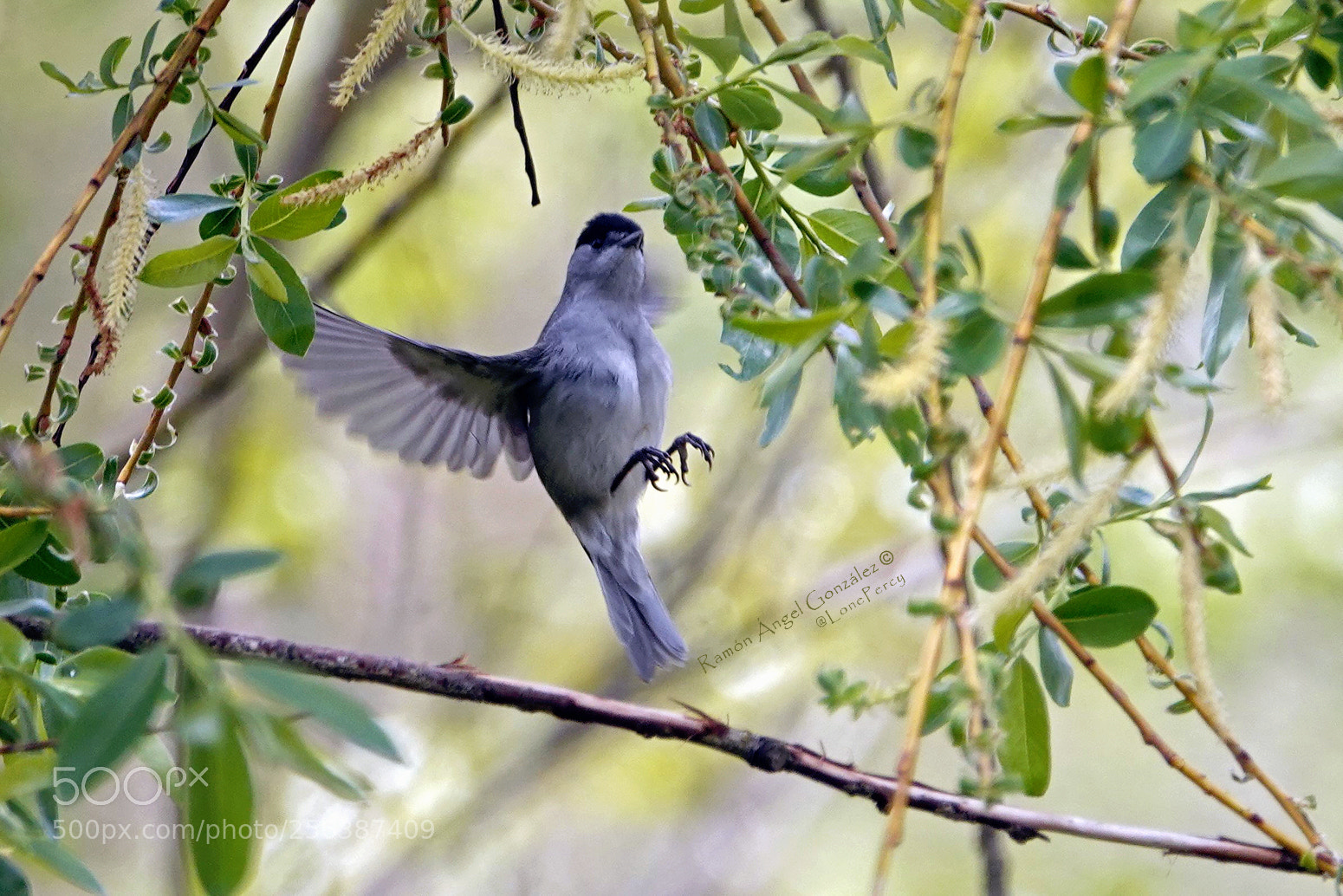 Sony Cyber-shot DSC-RX10 IV sample photo. Eurasian blackcap male catching photography