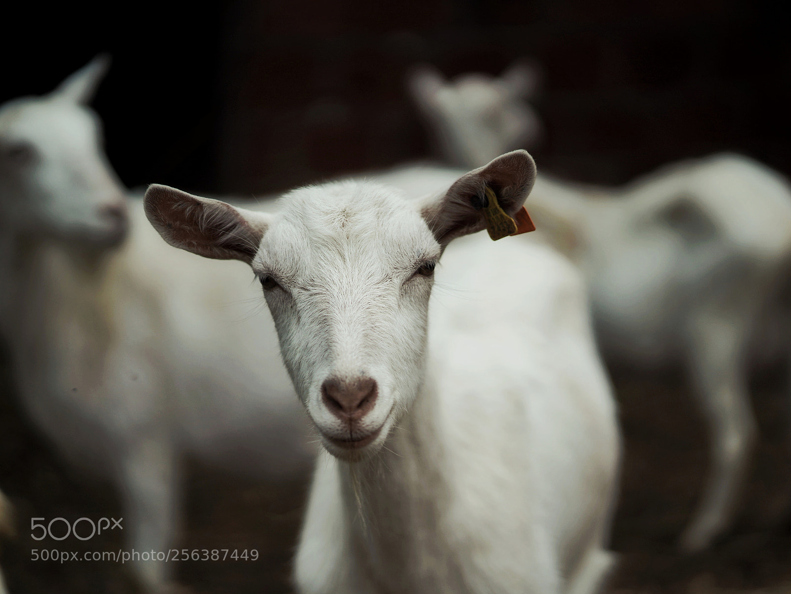 Sony a7 III sample photo. Trio photography