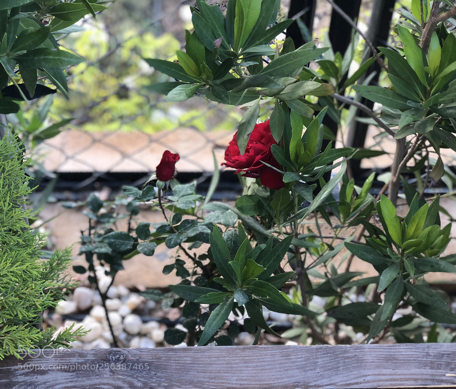 Apple iPhone X sample photo. Untitled photography