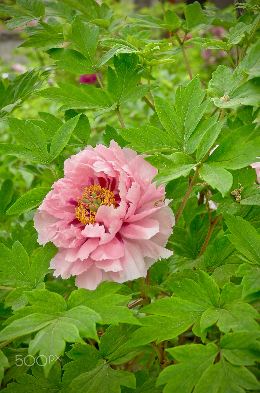 Leica X Vario sample photo. A fresh start photography