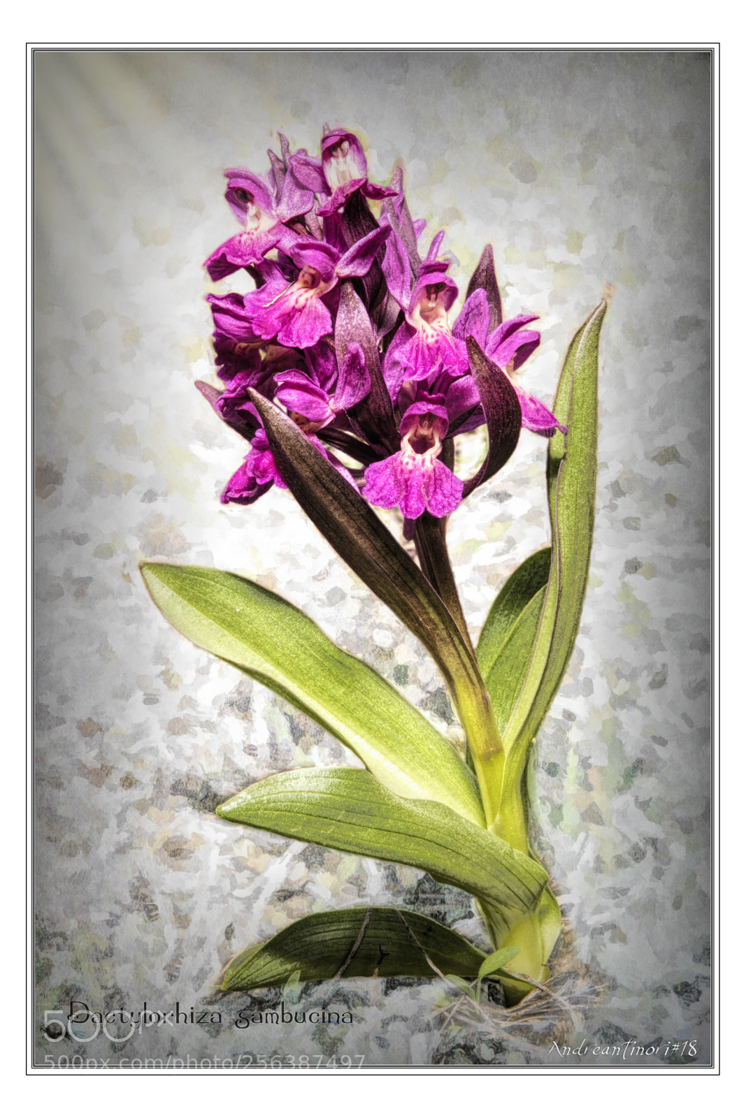 Pentax K-1 sample photo. Dactylorhiza sambucina photography