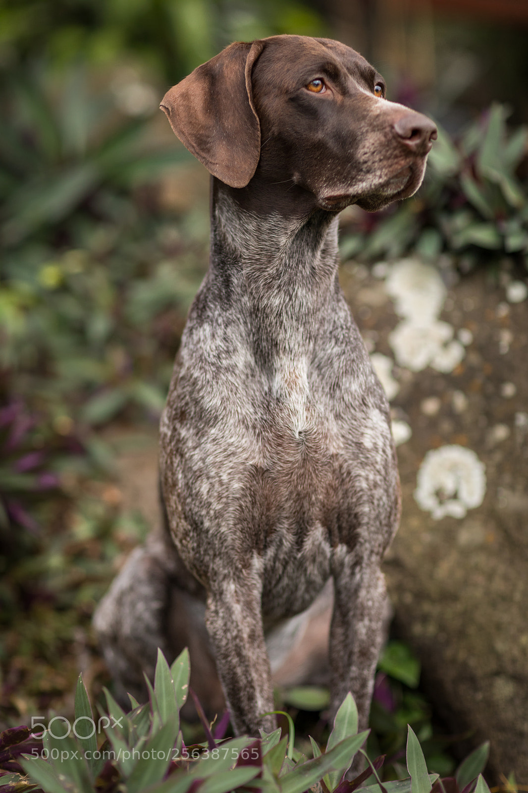 Canon EOS 5D Mark IV sample photo. Romeo at attention photography