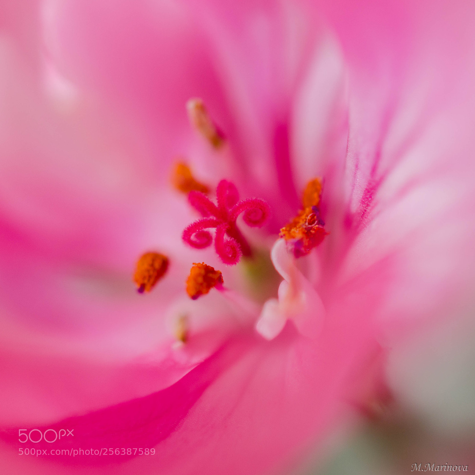 Nikon D7000 sample photo. Flower photography