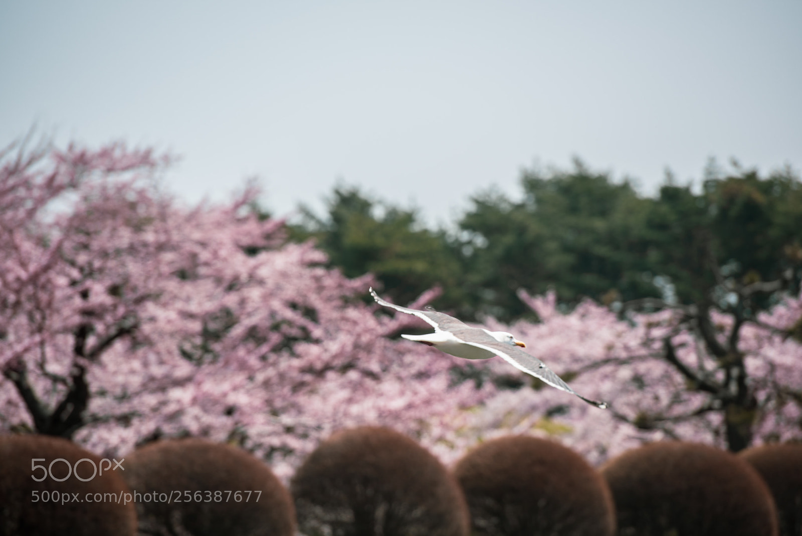 Nikon D810 sample photo. Cherry blossom sea photography