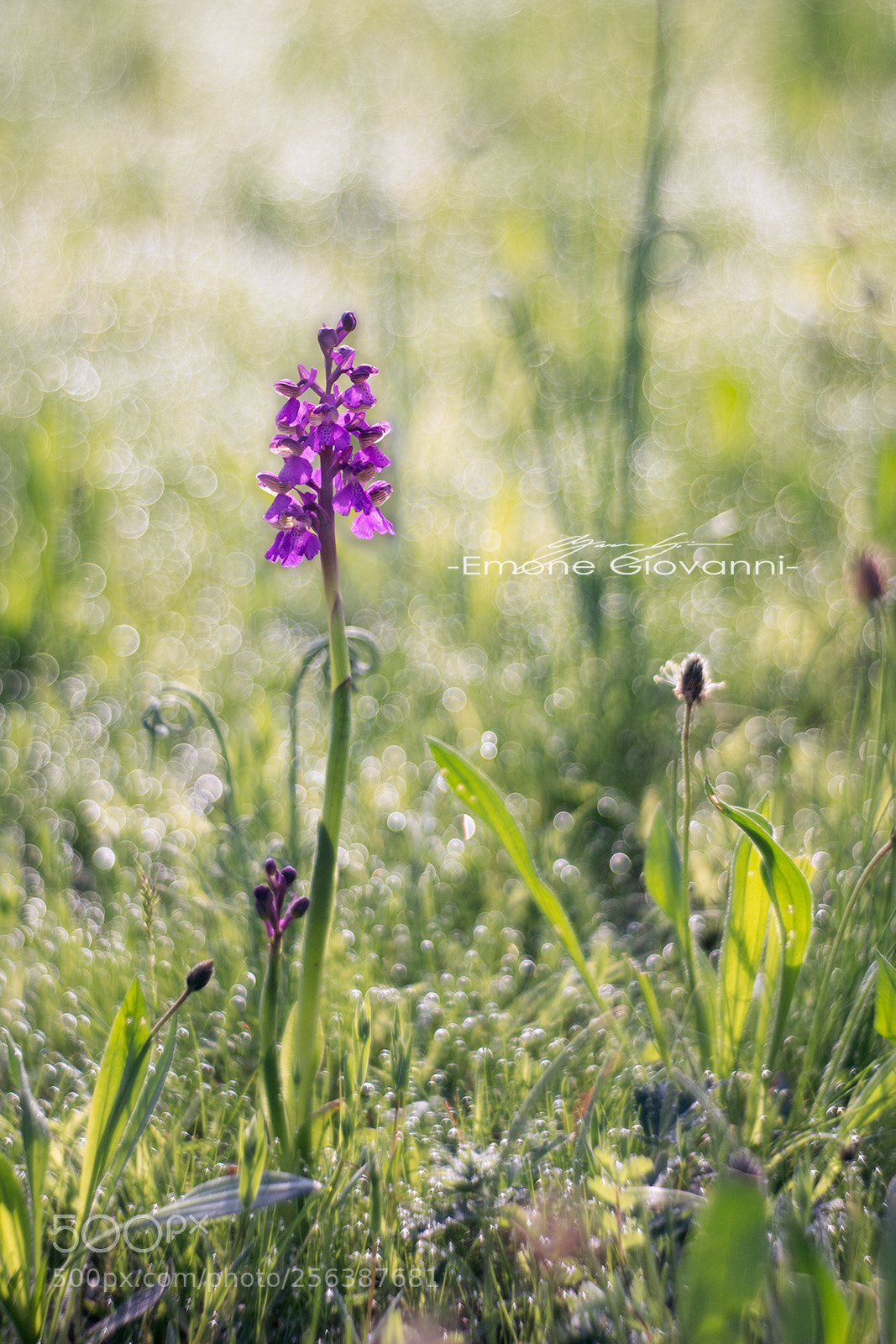 Nikon D7100 sample photo. La rugiada del mattino photography