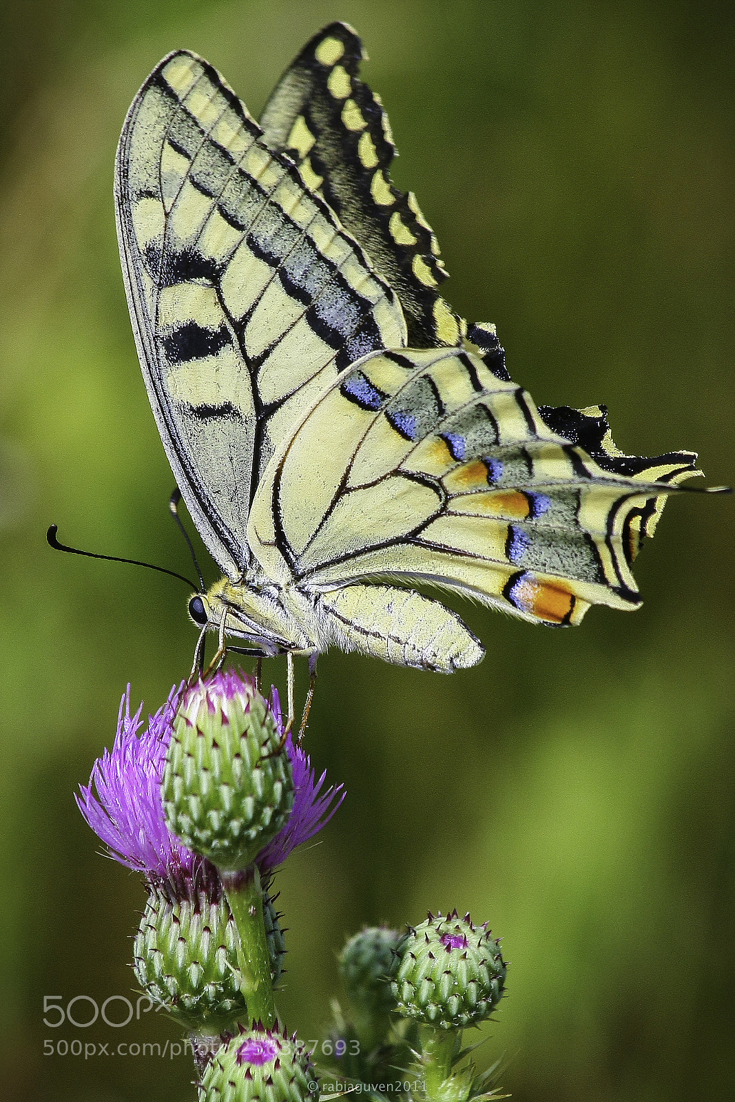 Canon EOS 40D sample photo. Swallowtail photography