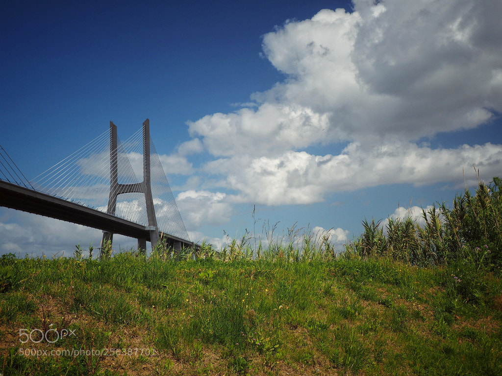 Olympus OM-D E-M5 II sample photo. Bridge photography