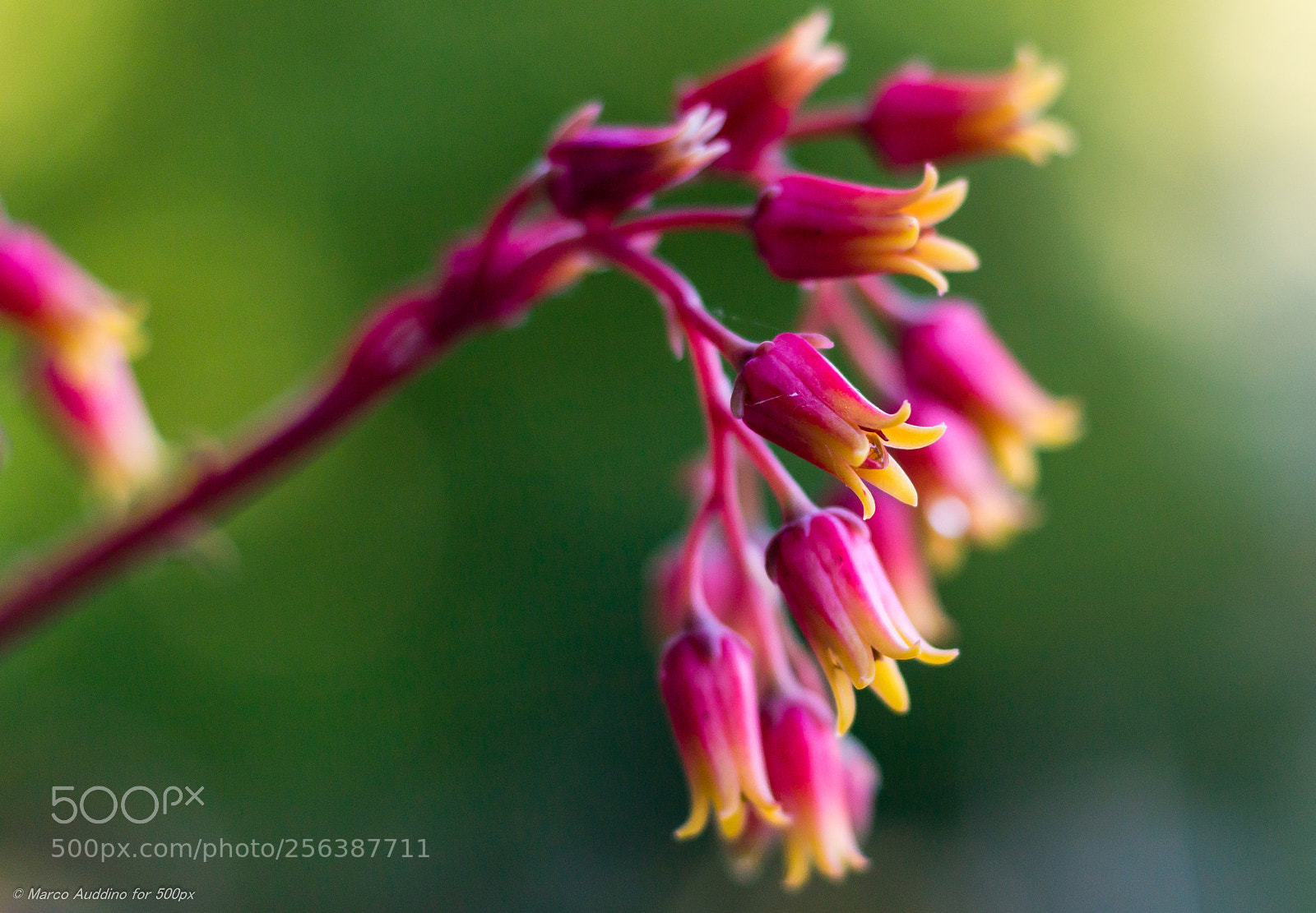 Canon EOS 70D sample photo. Small flowers photography