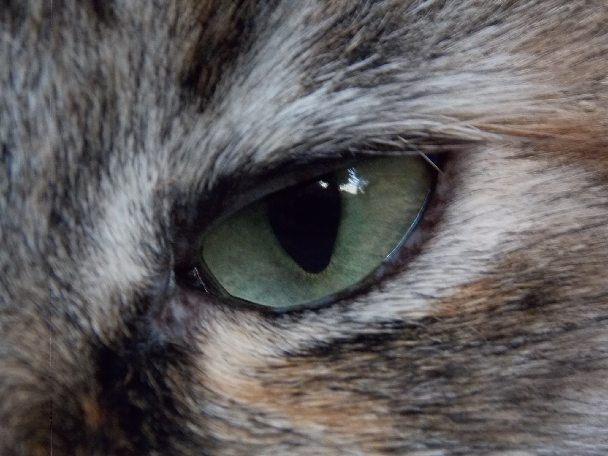 Nikon COOLPIX L320 sample photo. Cat eyes photography