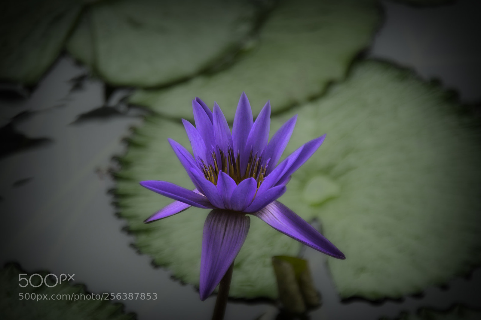 Nikon D850 sample photo. Water lilly in singapore photography