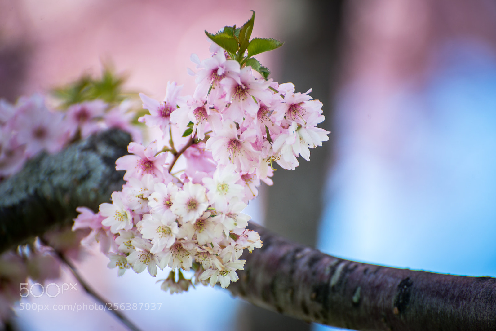 Nikon D610 sample photo. P photography